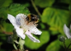 Nikon Bees 150615 (19).JPG